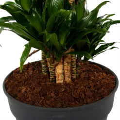 Dracaena Compacta - Vertakt - Drakenbloedboom - P34 H170 - Kamerplant -Plant Verkoop dracaena compacta vertakt drakenbloedboom p34 h170 6 1