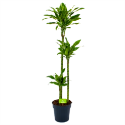 Dracaena Golden Coast - Op Stam - Drakenbloedboom - P24 H150 - Kamerplant
