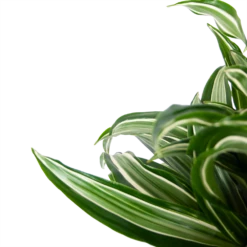 Dracaena Jade Jewel - Op Stam - Drakenbloedboom - P24 H100 - Kamerplant -Plant Verkoop dracaena jade jewel op stam drakenbloedboom p24 h100 5