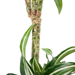 Dracaena Jade Jewel - Op Stam - Drakenbloedboom - P24 H100 - Kamerplant -Plant Verkoop dracaena jade jewel op stam drakenbloedboom p24 h100 6