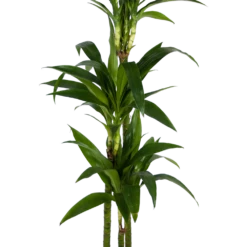 Dracaena Janet Craig - Op Stam - Drakenbloedboom - P24 H140 - Kamerplant -Plant Verkoop dracaena janet craig op stam drakenbloedboom p24 h140 kamerplant 2