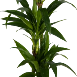 Dracaena Janet Craig - Op Stam - Drakenbloedboom - P24 H140 - Kamerplant -Plant Verkoop dracaena janet craig op stam drakenbloedboom p24 h140 kamerplant 3
