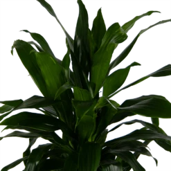 Dracaena Janet Craig - Vertrakt - Drakenbloedboom - P24 H110 - Kamerplant -Plant Verkoop dracaena janet craig vertrakt drakenbloedboom p24 h110 kamerplant 4
