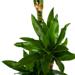 Dracaena Janet Lind - Op Stam - Drakenbloedboom - P21 H100 - Kamerplant -Plant Verkoop dracaena janet lind op stam drakenbloedboom p21 h100 6 1