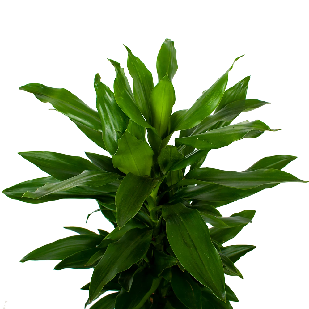 Dracaena Janet Lind - Vertakt - Drakenbloedboom - P21 H80 - Kamerplant 2 Dracaena Janet Lind - Vertakt - Drakenbloedboom - P21 H80 - Kamerplant - Afbeelding 2