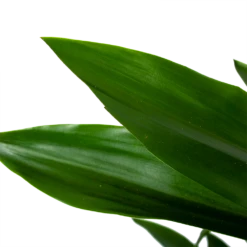 Dracaena Janet Lind - Vertakt - Drakenbloedboom - P21 H80 - Kamerplant 6 Dracaena Janet Lind - Vertakt - Drakenbloedboom - P21 H80 - Kamerplant -Plant Verkoop dracaena janet lind vertakt drakenbloedboom p21 h80 6