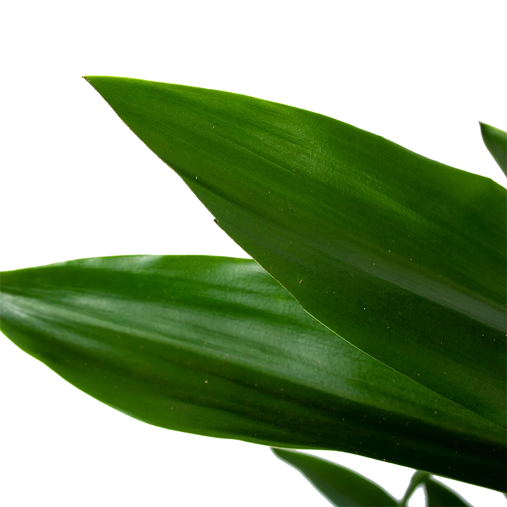 Dracaena Janet Lind - Vertakt - Drakenbloedboom - P21 H80 - Kamerplant 3 Dracaena Janet Lind - Vertakt - Drakenbloedboom - P21 H80 - Kamerplant - Afbeelding 3