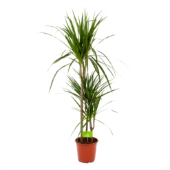 Dracaena Marginata Groen - Op Stam - Drakenbloedboom - P21 H125 - Kamerplant