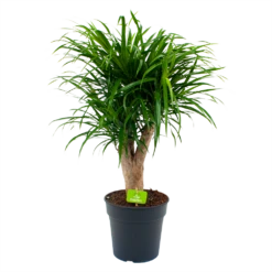 Dracaena Reflexa Anita - Enkele Stam - Drakenbloedboom - P21 H80 - Kamerplant