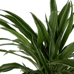 Dracaena Warneckei - Vertakt - Drakenbloedboom - P24 H110 - Kamerplant -Plant Verkoop dracaena warneckei vertakt drakenbloedboom p24 h110 kamerplant 4