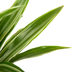 Dracaena White Stripe - Op Stam - Drakenbloedboom - P21 H100 - Kamerplant 6 Dracaena White Stripe - Op Stam - Drakenbloedboom - P21 H100 - Kamerplant -Plant Verkoop dracaena white stripe op stam drakenbloedboom p21 h100 6 1