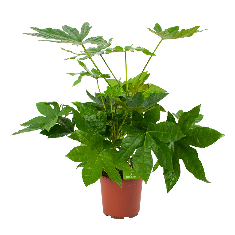 Fatsia Japonica - Vingerplant - P19 H60 - Kamerplant 1 Fatsia Japonica - Vingerplant - P19 H60 - Kamerplant