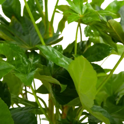 Fatsia Japonica - Vingerplant - P19 H60 - Kamerplant 8 Fatsia Japonica - Vingerplant - P19 H60 - Kamerplant -Plant Verkoop fatsia japonica vingerplant p19 h60 6