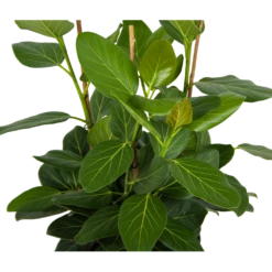 Ficus Benghalensis Audrey - Groene Vijg - Toef - P27 H80 - Kamerplant -Plant Verkoop ficus benghalensis audrey groene vijg toef p27 h80 kamerplant 2