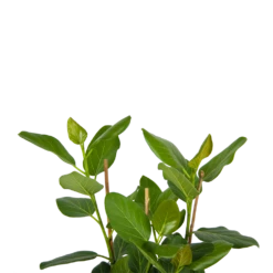 Ficus Benghalensis Audrey - Groene Vijg - Toef - P27 H80 - Kamerplant -Plant Verkoop ficus benghalensis audrey groene vijg toef p27 h80 kamerplant 4