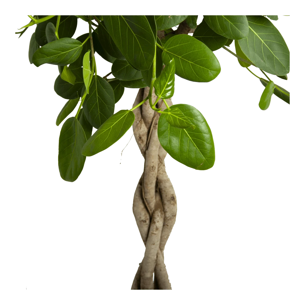 Ficus Benghalensis Audrey Op Gevlochten Stam - Groene Vijg - P40 H175 - Kamerplant - Afbeelding 2