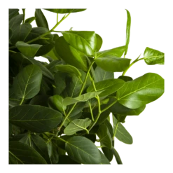 Ficus Benghalensis Audrey Op Gevlochten Stam - Groene Vijg - P40 H175 - Kamerplant -Plant Verkoop ficus benghalensis audrey op gevlochten stam groene vijg p40 h175 4