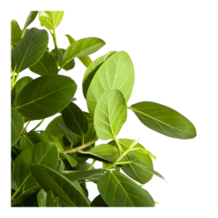 Ficus Benghalensis Audrey Op Stam - Groene Vijg - P31 H120 - Kamerplant -Plant Verkoop ficus benghalensis audrey op stam groene vijg p31 h120 3