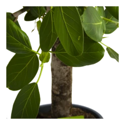 Ficus Benghalensis Audrey Op Stam - Groene Vijg - P31 H120 - Kamerplant -Plant Verkoop ficus benghalensis audrey op stam groene vijg p31 h120 4