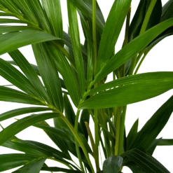 Kentiapalm - Howea Forsteriana - P19 H80 - Kamerplant -Plant Verkoop kentiapalm howea forsteriana p19 h80 6