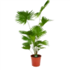Livistona Rotundifolia - Chinese Schermpalm - P24 H100 - Kamerplant
