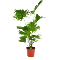Livistona Rotundifolia - Chinese Schermpalm - P24 H100 - Kamerplant