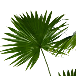 Livistona Rotundifolia - Chinese Schermpalm - P24 H100 - Kamerplant -Plant Verkoop livistona rotundifolia chinese schermpalm p24 h100 kamerplant 3