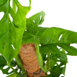 Monstera Adansonii Op Mosstok - Monkey Mask/Leaf- P16 H65 - Kamerplant -Plant Verkoop monstera adansonii monkey mask rimpelgatenplant p16 h65 5
