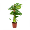 Monstera Deliciosa Op Mosstok - Gatenplant - P19 H80 - Kamerplant
