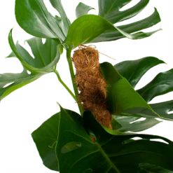 Monstera Deliciosa Op Mosstok - Gatenplant - P19 H80 - Kamerplant -Plant Verkoop monstera deliciosa op mosstok gatenplant p19 h80 5