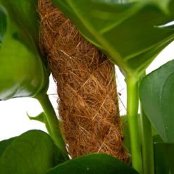 Monstera Deliciosa Op Mosstok - Gatenplant - P19 H80 - Kamerplant -Plant Verkoop monstera deliciosa op mosstok gatenplant p19 h80 6