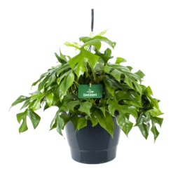 Monstera Minima - Gatenplant - In Hangpot - P27 H30 - Kamerplant