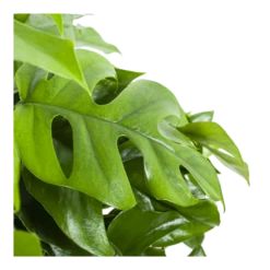 Monstera Minima - Gatenplant - In Hangpot - P27 H30 - Kamerplant -Plant Verkoop monstera minima gatenplant in hangpot p27 h30 6