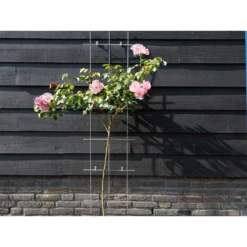 Nature - Metalen Klimrek Geplastificeerd Groen H145x42,5cm 6 Nature - Metalen Klimrek Geplastificeerd Groen H145x42,5cm -Plant Verkoop nature metalen klimrek geplastificeerd groen h145x42 5cm 3 2