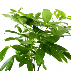 Pachira Aquatica - Geldboom - P27 H150 - Kamerplant -Plant Verkoop pachira aquatica geldboom p27 h150 6