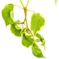 Peperomia Scandens Variegata - In Hangpot - P17 H30 - Kamerplant -Plant Verkoop peperomia scandens variegata in hangpot p17 h30 6