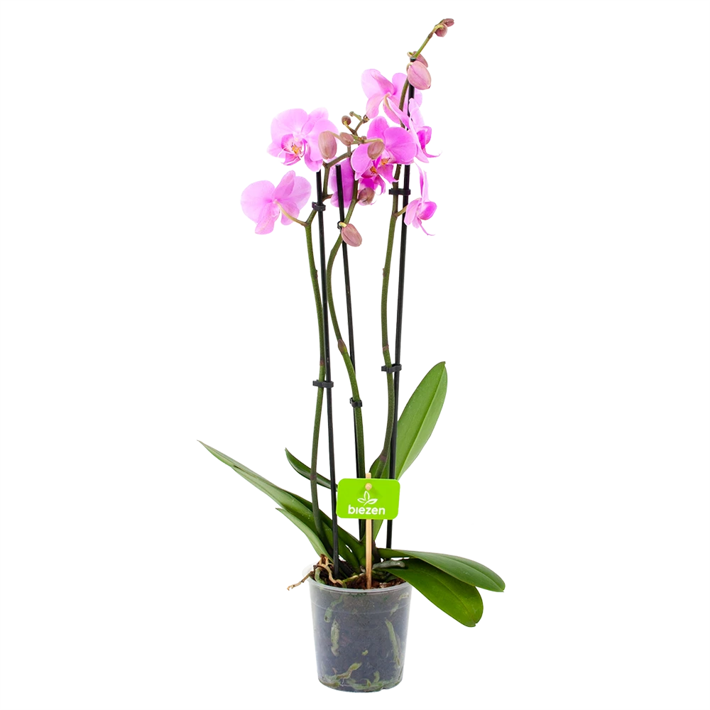 3 Taks Phalaenopsis Bloomington - Vlinderorchidee - P12 H60 - Kamerplant 1 3 Taks Phalaenopsis Bloomington - Vlinderorchidee - P12 H60 - Kamerplant