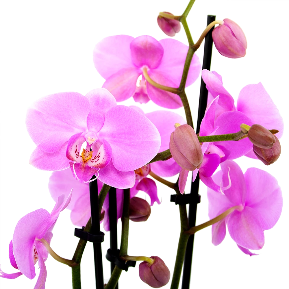 3 Taks Phalaenopsis Bloomington - Vlinderorchidee - P12 H60 - Kamerplant 2 3 Taks Phalaenopsis Bloomington - Vlinderorchidee - P12 H60 - Kamerplant - Afbeelding 2