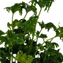 Philodendron Atlantis - P21 H75 - Kamerplant -Plant Verkoop philodendron atlantis p21 h75 kamerplant 4