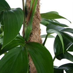 Philodendron Florida Beauty Op Mosstok - P24 H80 - Kamerplant -Plant Verkoop philodendron florida beauty op mosstok p24 h80 6 1