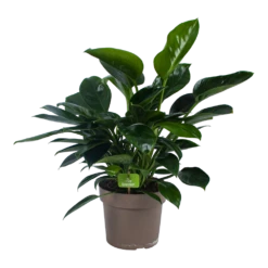 Philodendron Green Princess - P21 H70 - Kamerplant