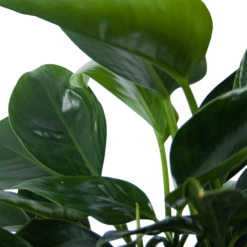 Philodendron Green Princess - P21 H70 - Kamerplant -Plant Verkoop philodendron green princess p21 h70 6