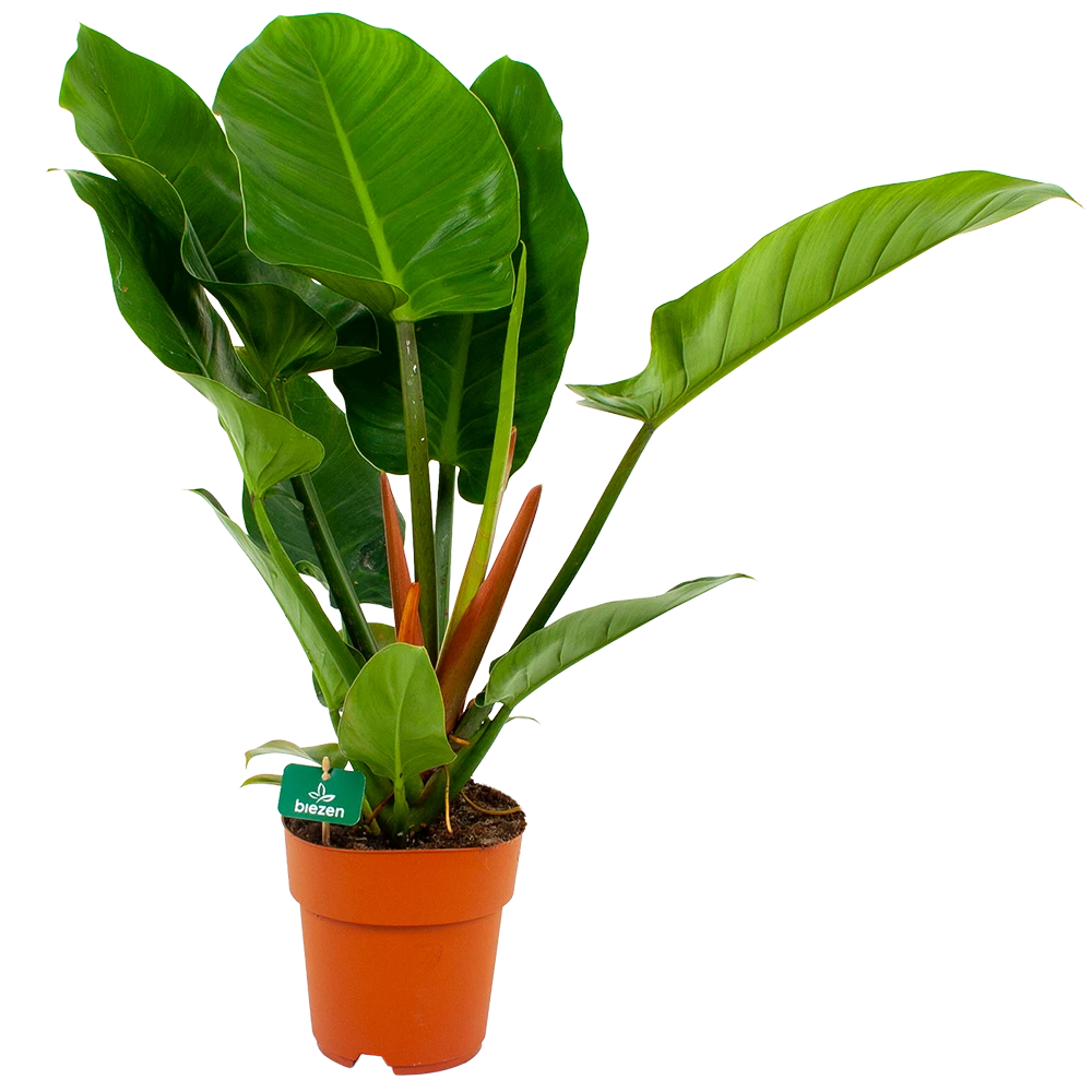 Philodendron Imperial Green - P19 H80 - Kamerplant 1 Philodendron Imperial Green - P19 H80 - Kamerplant