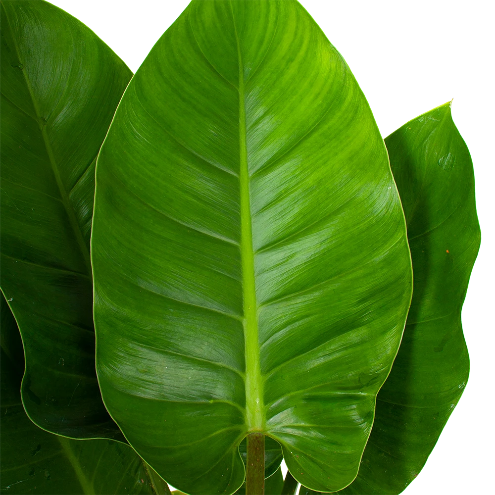 Philodendron Imperial Green - P19 H80 - Kamerplant 2 Philodendron Imperial Green - P19 H80 - Kamerplant - Afbeelding 2