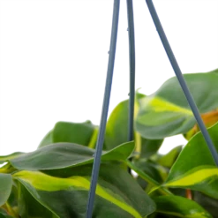 Philodendron Scandens Brasil - In Hangpot - P14 H35 - Kamerplant -Plant Verkoop philodendron scandens brasil in hangpot p14 h35 5 1