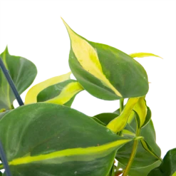 Philodendron Scandens Brasil - In Hangpot - P14 H35 - Kamerplant -Plant Verkoop philodendron scandens brasil in hangpot p14 h35 6 1