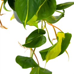 Philodendron Scandens Brasil - In Hangpot - P17 H35 - Kamerplant -Plant Verkoop philodendron scandens brasil in hangpot p17 h35 5