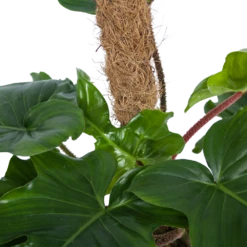 Philodendron Squamiferum Piramide Op Mosstok - P24 H70 - Kamerplant 6 Philodendron Squamiferum Piramide Op Mosstok - P24 H70 - Kamerplant -Plant Verkoop philodendron squamiferum piramide op mosstok p24 h70 6