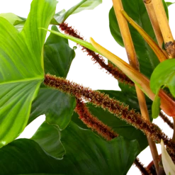 Philodendron Squamiferum Piramide - P19 H75 - Kamerplant 6 Philodendron Squamiferum Piramide - P19 H75 - Kamerplant -Plant Verkoop philodendron squamiferum piramide p19 h75 6 1