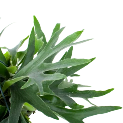 Platycerium Bifurcatum - Hertshoornvaren - In Hangpot - P21 H60 - Kamerplant -Plant Verkoop platycerium bifurcatum hertshoornvaren in hangpot p21 h60 6